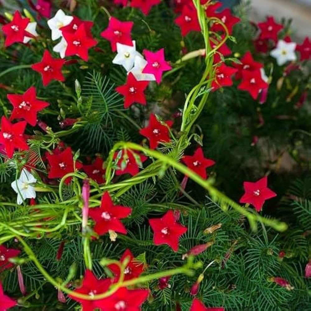 High quality Red Cardinal Climber Flower seeds for Planting Drought Tolerant, Heirloom & GMO Free Seeds for Home Garden seeds pack