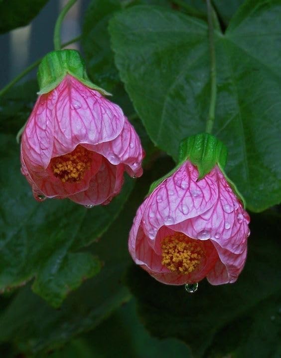 Pink Abutilon Striatum Flower seeds for Planting Wildflower Mix, Heirloom & GMO Free Seeds for Home Garden vegetable and garden seeds