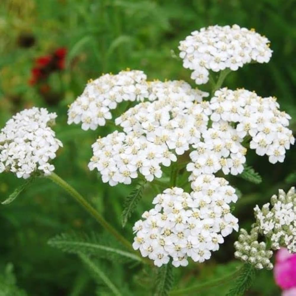Achillea Millefolium Flower seeds for Planting Colorful Display Heirloom & GMO Free Seeds for Home Garden