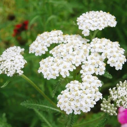 Achillea Millefolium Flower seeds for Planting Drought Tolerant Heirloom & GMO Free Seeds for Home Garden