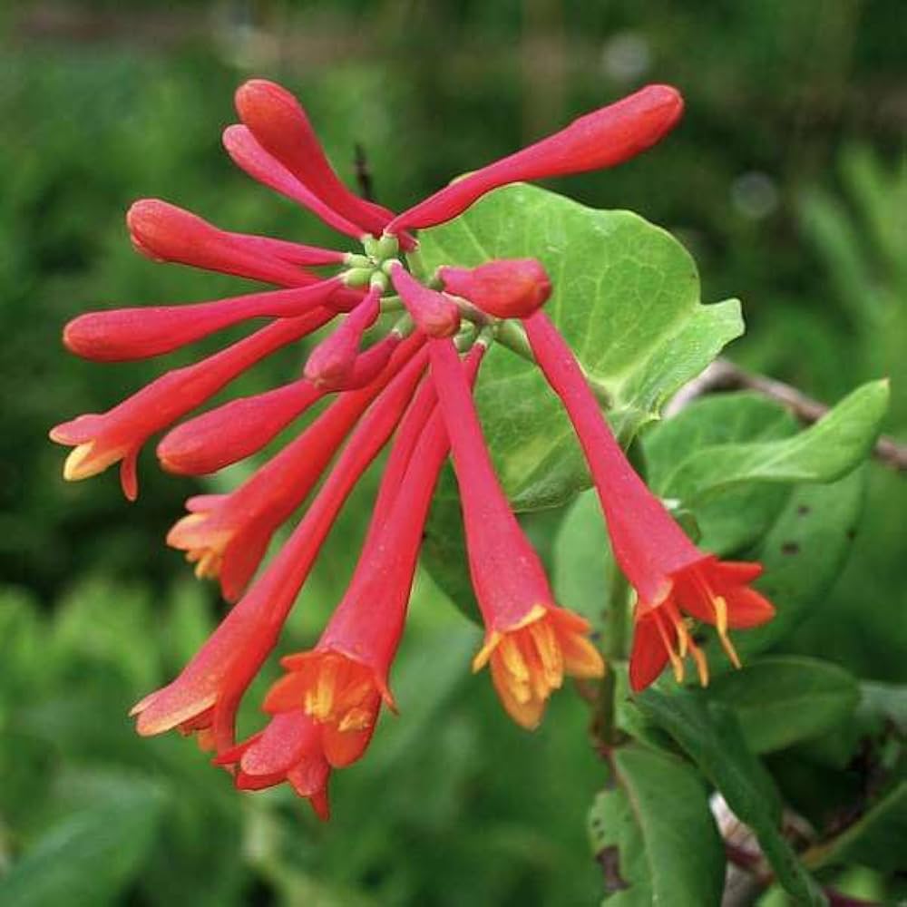 Premium Lonicera Sempervirens Flower seeds for Planting Vibrant Colors, Heirloom & GMO Free Seeds for Home Garden seeds