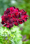 Maroon Univalve Geranium Flower seeds for Planting Drought Tolerant, Heirloom & GMO Free Seeds for Home Garden seeds for planting