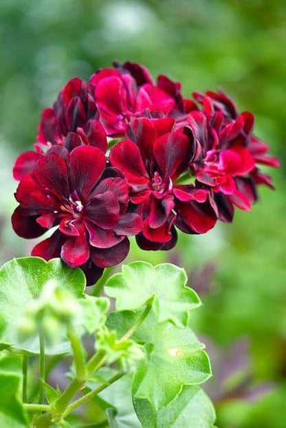 Purple Geranium Flower seeds for Planting - Premium Quality, Heirloom & GMO Free Seeds for Home Garden