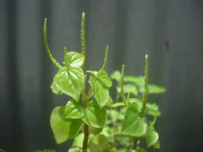 Peperomia Pellucida Flower seeds for Planting Seasonal Bloomer Heirloom & GMO Free Seeds for Home Garden