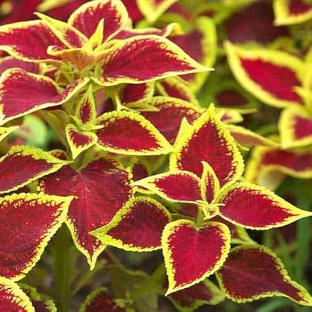 Premium Light Yellow & Pink Coleus Flower seeds for Planting Cut Flower Favorite, Heirloom & GMO Free Seeds for Home Garden seeds