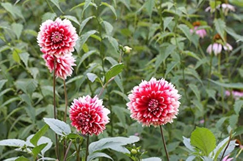Deep Red White Chrysanthemum Flower seeds for Planting Compact Growth, Heirloom & GMO Free Seeds for Home Garden vegetable and garden seeds