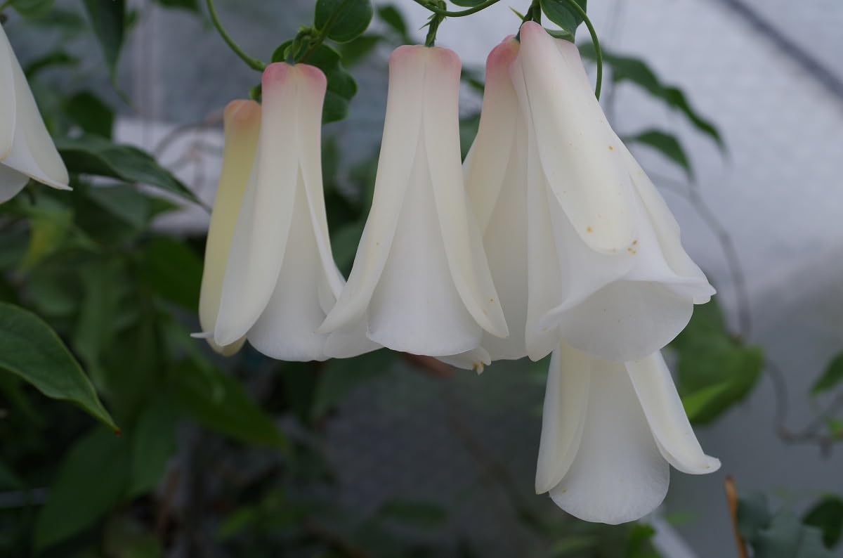 Chilean (Chilean Bell) seeds for planting in home garden