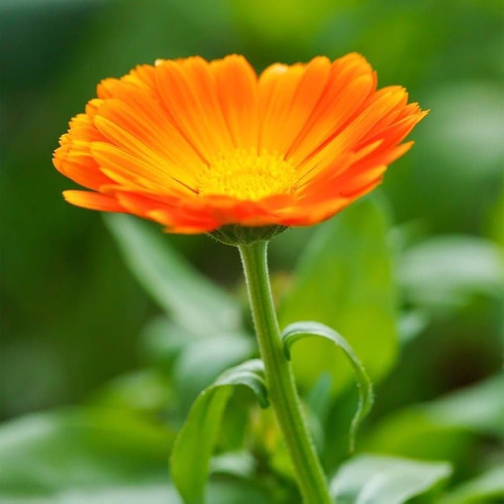 Resina Calendula Flower seeds for Planting Seasonal Bloomer Heirloom & GMO Free Seeds for Home Garden