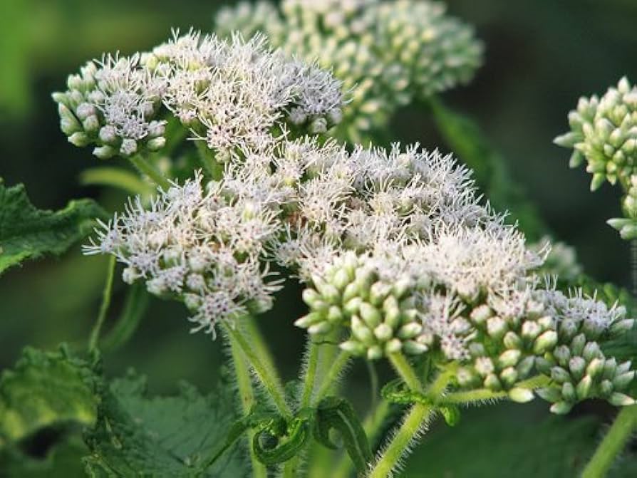 Heirloom Eupatorium Flower seeds for Planting Wildflower Mix Heirloom & GMO Free Seeds for Home Garden