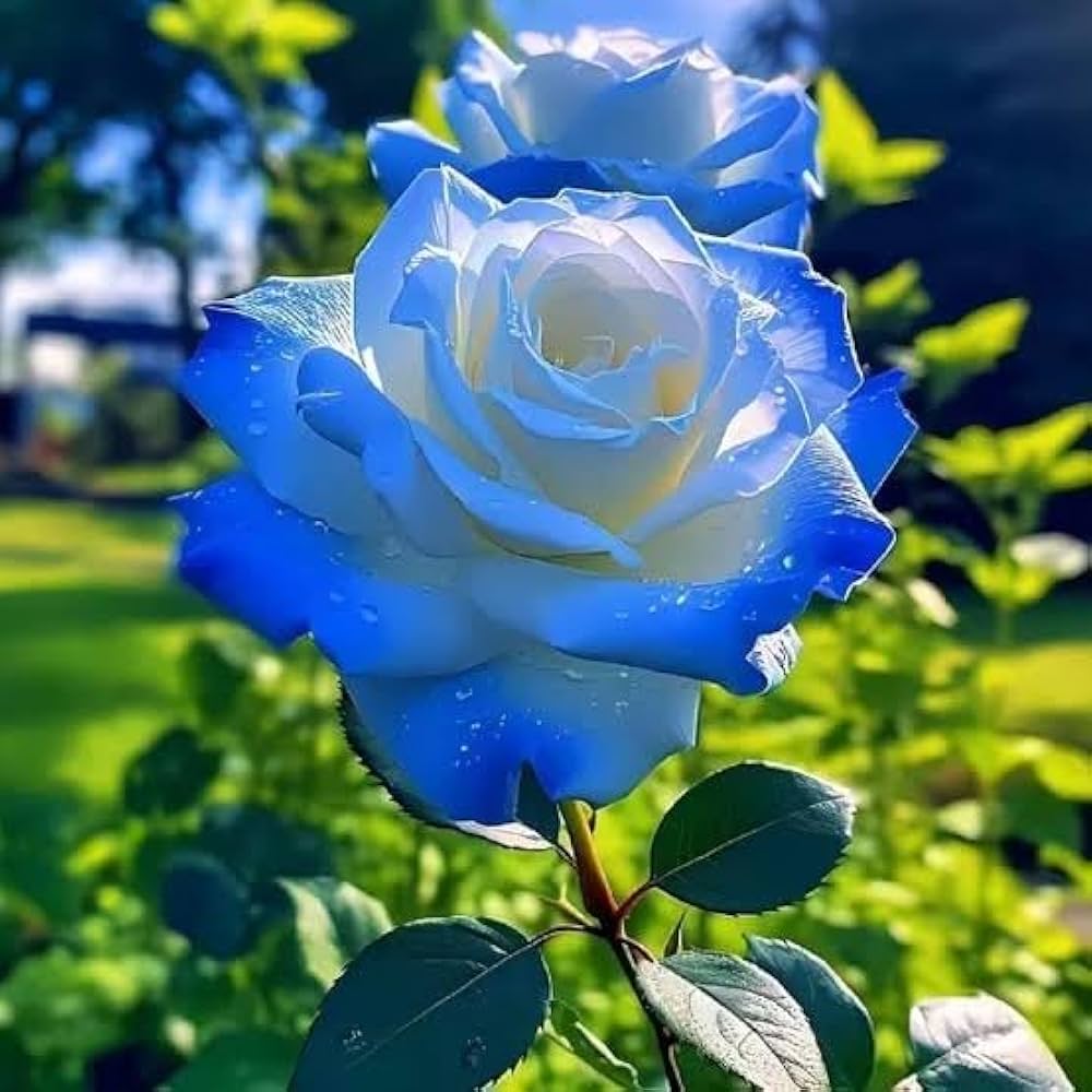 Ice Blue Rose Flower seeds for Planting Cottage Garden Essential, Heirloom & GMO Free Seeds for Home Garden vegetable and garden seeds