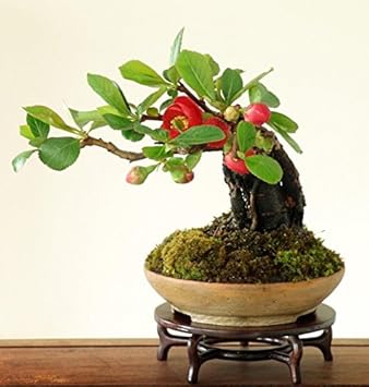 Red Quince Flower seeds for Planting Shade Tolerant, Heirloom & GMO Free Seeds for Home Garden seeds for home gardening