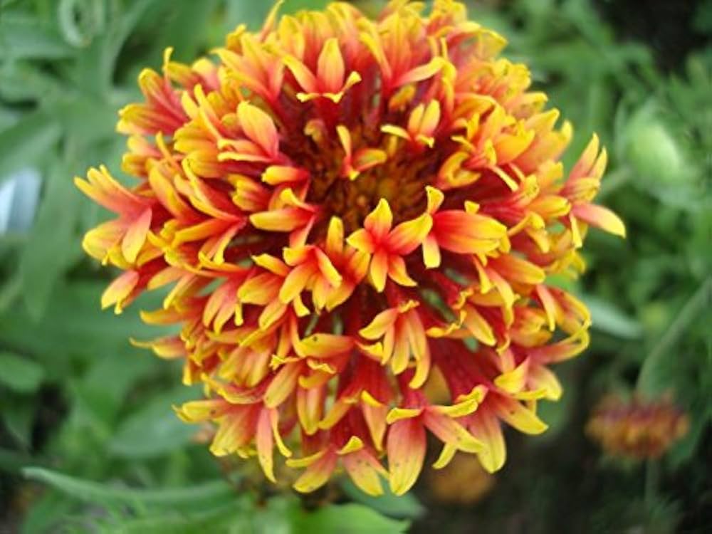Gaillardia Flower seeds for Planting Compact Growth Heirloom & GMO Free Seeds for Home Garden