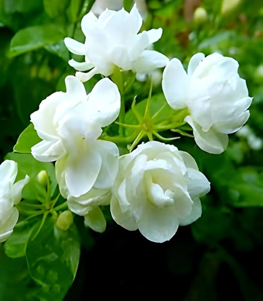 Premium White Jasminoides Flower seeds for Planting Garden Favorite, Heirloom & GMO Free Seeds for Home Garden seeds