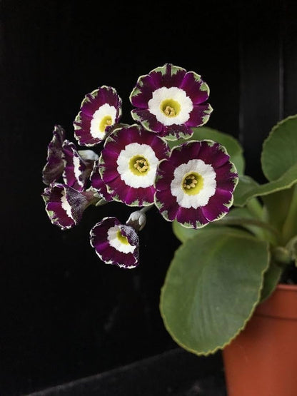 Lavender Primula Malacoides Flower seeds for Planting Premium Quality Heirloom & GMO Free Seeds for Home Garden