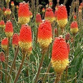 Red Kniphofia Caulescens Flower seeds for Planting Sun Loving, Heirloom & GMO Free Seeds for Home Garden seeds for planting