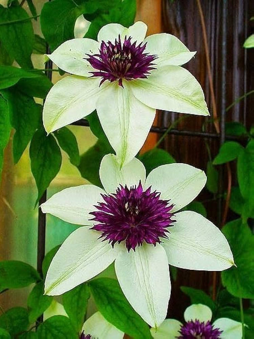 Clematis Flower seeds for Planting Long Bloom Season, Heirloom & GMO Free Seeds for Home Garden seeds for planting
