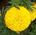 Yellow Marigold Flower seeds for Planting Hardy Variety, Heirloom & GMO Free Seeds for Home Garden seeds for planting