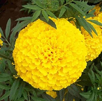 Yellow Marigold Flower seeds for Planting Hardy Variety, Heirloom & GMO Free Seeds for Home Garden seeds for planting