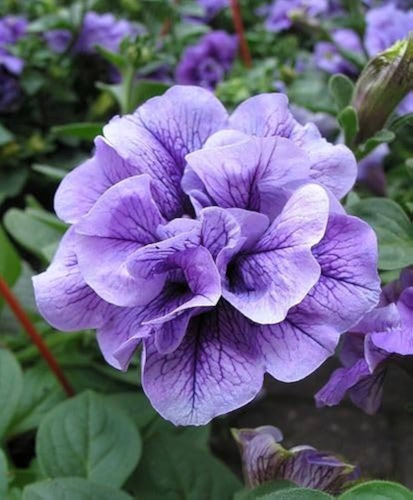 Light Violet Double Petal Petunia Seeds, Heirloom Non-GMO Fragrant Flowers for Home Garden