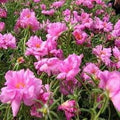 Pink Moss Rose Flower seeds for Planting Colorful Display, Heirloom & GMO Free Seeds for Home Garden seeds for planting