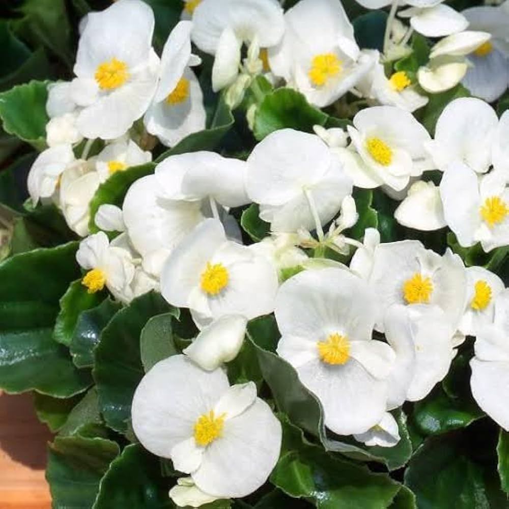 Premium Begonia White Flower seeds for Planting Wildflower Mix, Heirloom & GMO Free Seeds for Home Garden seeds