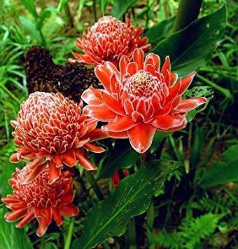 Plat Firm Germination Flower seeds for Planting Seasonal Bloomer Heirloom & GMO Free Seeds for Home Garden