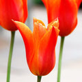 Tulip Orange Flower seeds for Planting Drought Tolerant, Heirloom & GMO Free Seeds for Home Garden seeds for planting