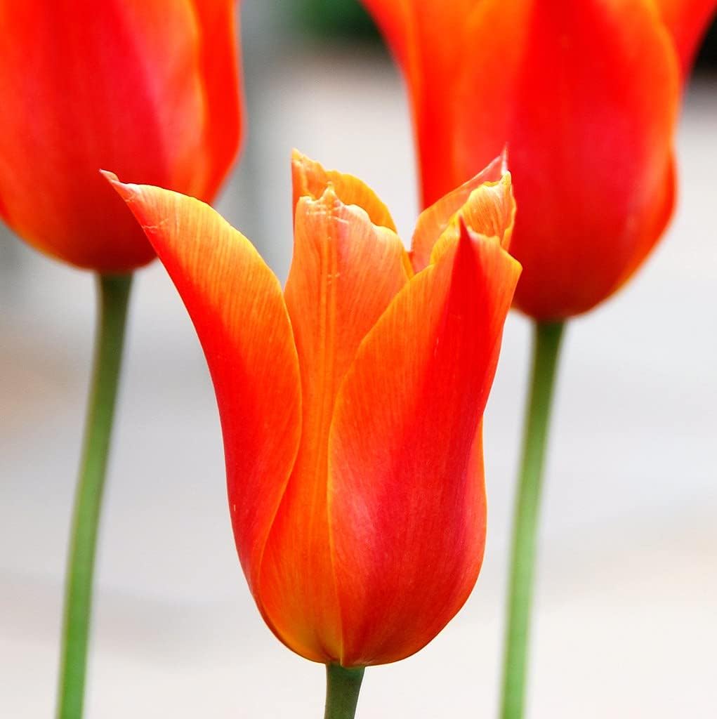 Tulip Orange Flower seeds for Planting Drought Tolerant, Heirloom & GMO Free Seeds for Home Garden seeds for planting