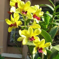 Light Yellow Dendrobium Flower seeds for Planting Shade Tolerant, Heirloom & GMO Free Seeds for Home Garden seeds for planting