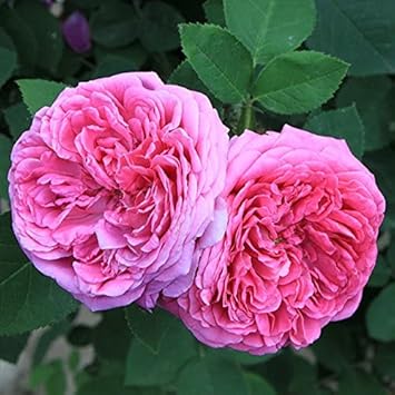 Heirloom Damask Rose Flower seeds for Planting Bright Blooms, Heirloom & GMO Free Seeds for Home Garden seeds for planting