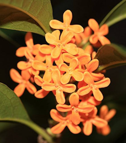 Osmanthus Orange Flower seeds for Planting - Drought Tolerant, Heirloom & GMO Free Seeds for Home Garden