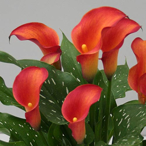 Heirloom Zantedeschia Aethiopica Flower seeds for Planting Fragrant Blossoms Heirloom & GMO Free Seeds for Home Garden