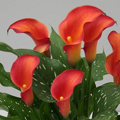Heirloom Zantedeschia Aethiopica Flower seeds for Planting Fragrant Blossoms Heirloom & GMO Free Seeds for Home Garden