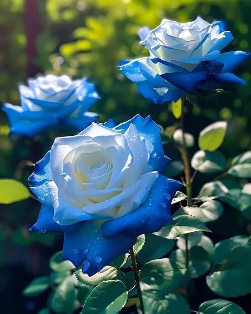Premium Ice Blue Rose Flower seeds for Planting Cottage Garden Essential, Heirloom & GMO Free Seeds for Home Garden seeds
