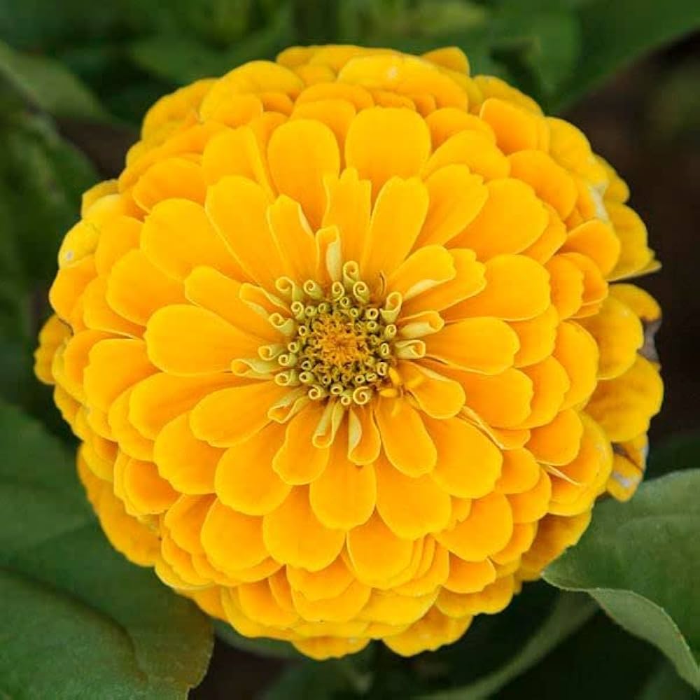 Premium Yellow Red Zinnia Flower seeds for Planting Cut Flower Favorite, Heirloom & GMO Free Seeds for Home Garden seeds