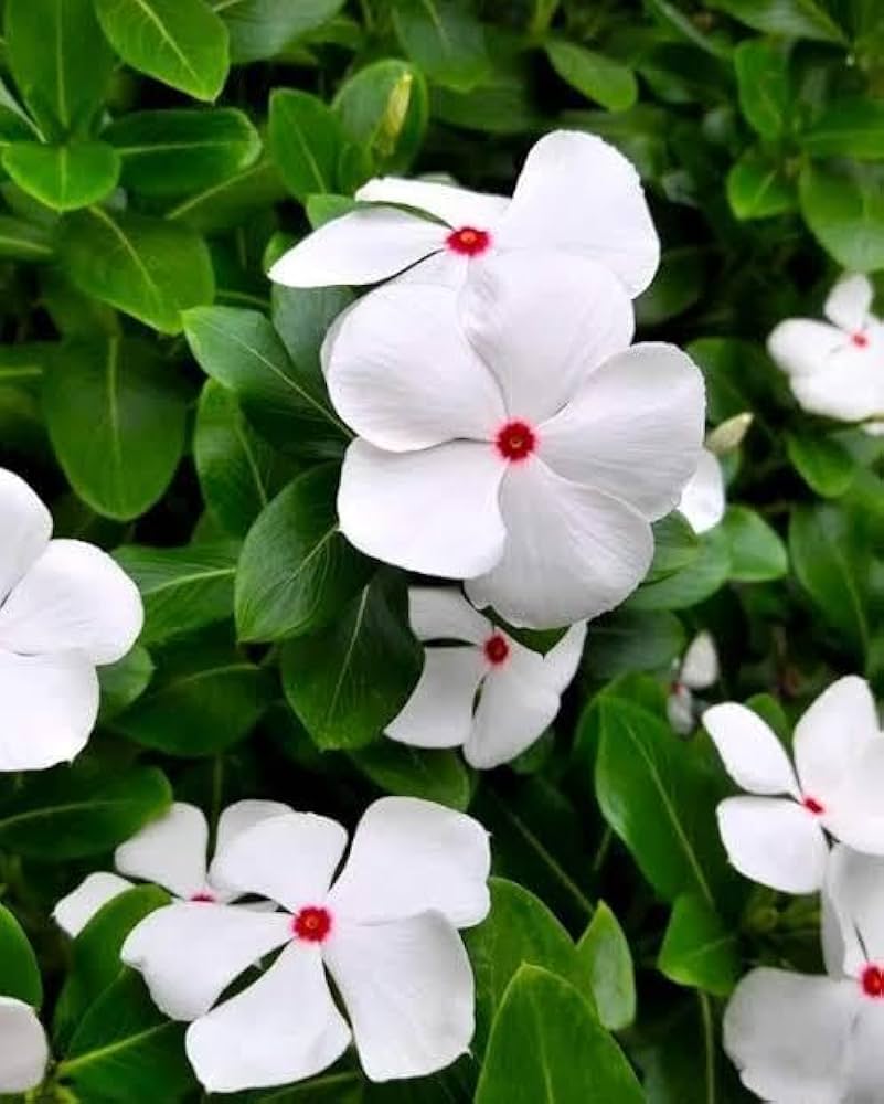 Premium Periwinkle Flower seeds for Planting Colorful Display, Heirloom & GMO Free Seeds for Home Garden seeds