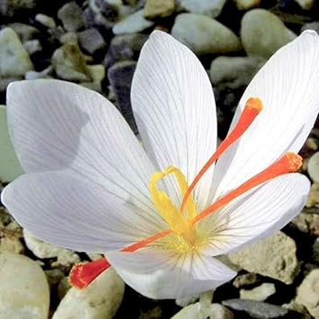 White Crocus Flower seeds for Planting Premium Quality, Heirloom & GMO Free Seeds for Home Garden Sale seeds for planting