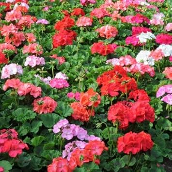 Multi Colour Geranium Flower seeds for Planting Low Maintenance, Heirloom & GMO Free Seeds for Home Garden seeds for planting