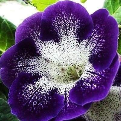 High quality Purple White Gloxinia Flower Seeds for Planting Compact Growth Heirloom & GMO Free Seeds for Home Garden seeds pack