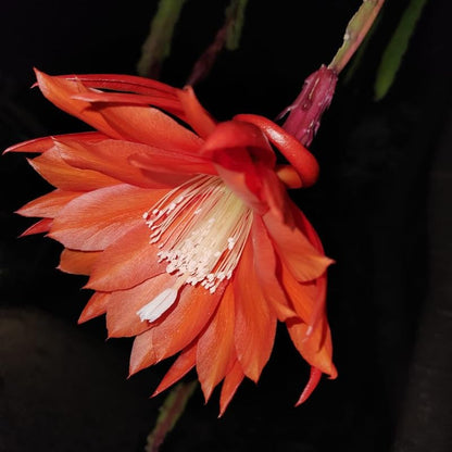 Orange Epiphyllum Oxypetalum Flower seeds for Planting Perfect for Borders Heirloom & GMO Free Seeds for Home Garden