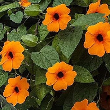 Orange Thunbergia Flower seeds for Planting Hardy Variety, Heirloom & GMO Free Seeds for Home Garden seeds for planting