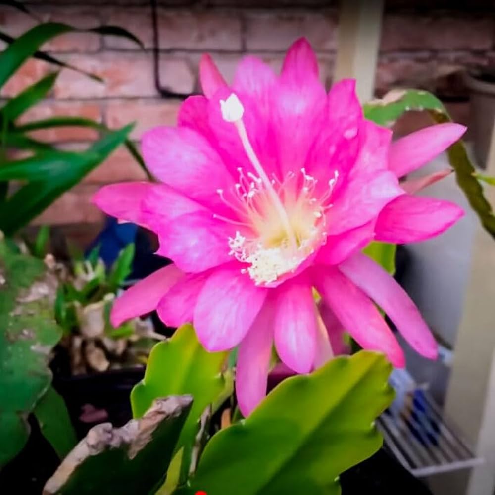Premium Pink Epiphyllum Oxypetalum Flower seeds for Planting Hardy Variety, Heirloom & GMO Free Seeds for Home Garden seeds