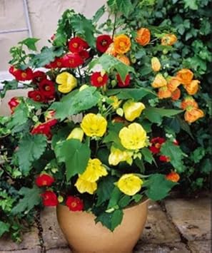 Mixed Abutilon Flower seeds for Planting Bright Blooms, Heirloom & GMO Free Seeds for Home Garden seeds for planting