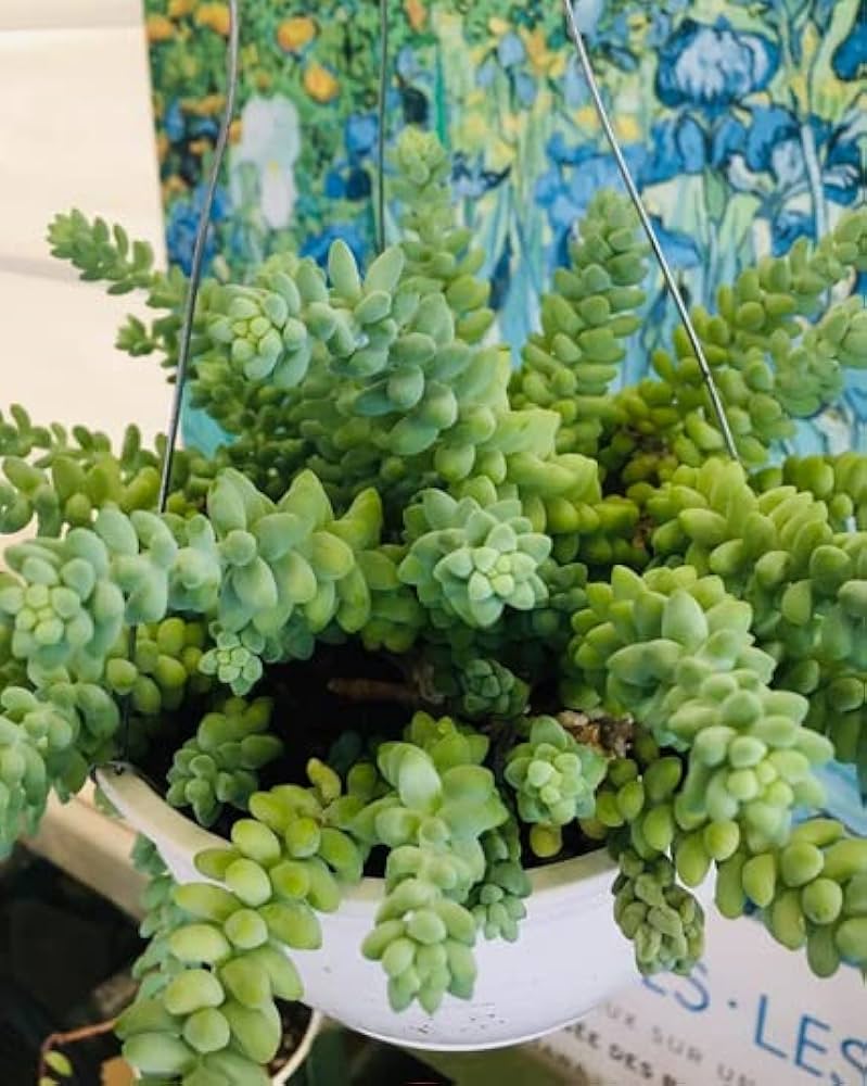 Sedum Succulent Planting Seeds: Black Green Variety Plant Seeds