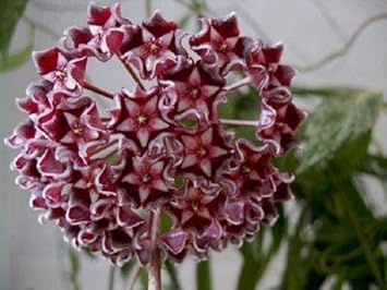 Red Hoya Ball Flower seeds for Planting Long Bloom Season, Heirloom & GMO Free Seeds for Home Garden seeds for planting