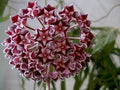 Red Hoya Ball Flower seeds for Planting Long Bloom Season, Heirloom & GMO Free Seeds for Home Garden seeds for planting