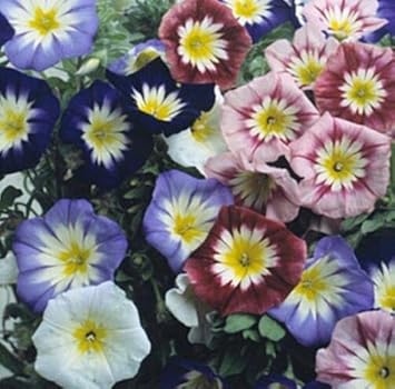 Mixed Convolvulus Flower seeds for Planting Colorful Display, Heirloom & GMO Free Seeds for Home Garden seeds for planting