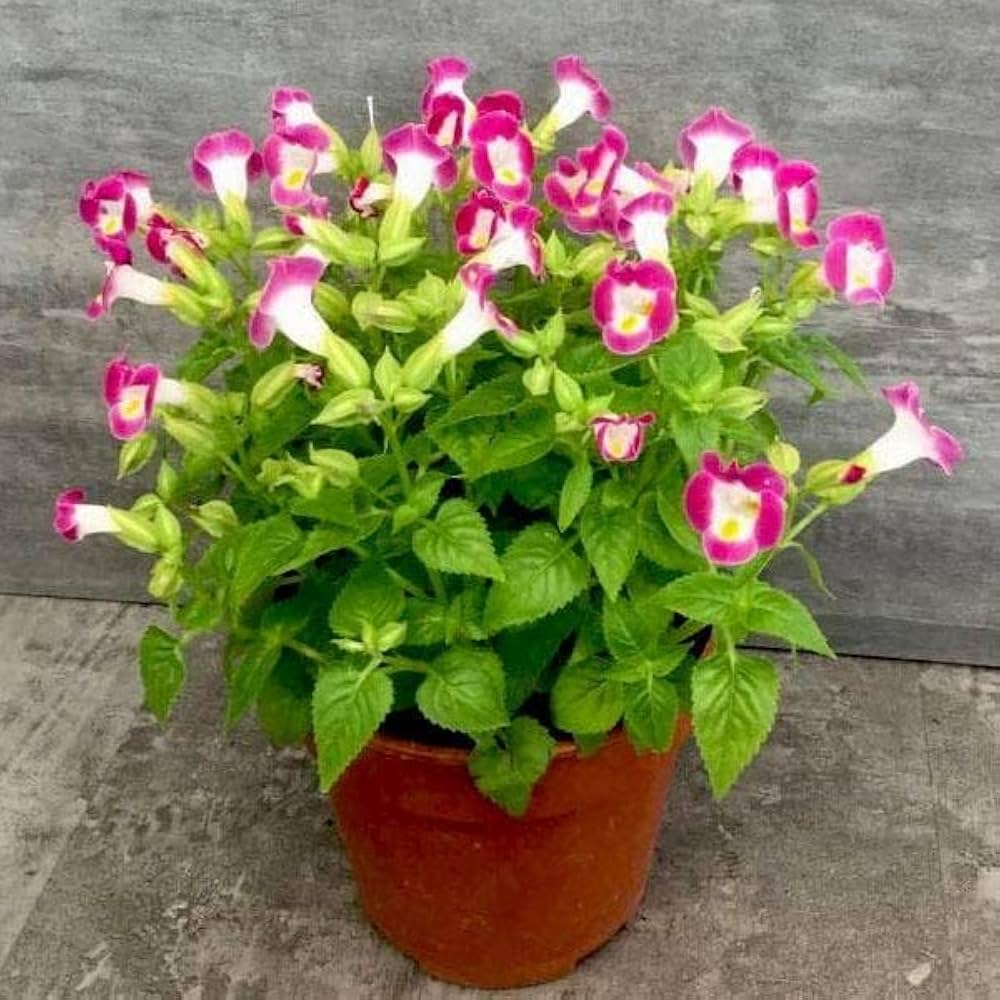 Pink Torenia Flower seeds for Planting Garden Favorite, Heirloom & GMO Free Seeds for Home Garden seeds for planting