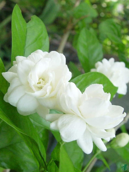 Mogra (Mogra Flower) seeds for planting in home garden