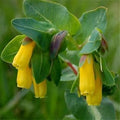 Yellow Cerinthe Flower seeds for Planting Perfect for Borders, Heirloom & GMO Free Seeds for Home Garden seeds for planting